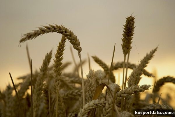 ku体育独家：老用户回馈活动与百家乐高概率策略的实战指南